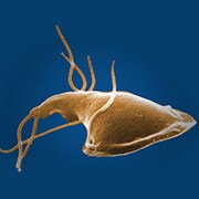 Illustration of Giardia