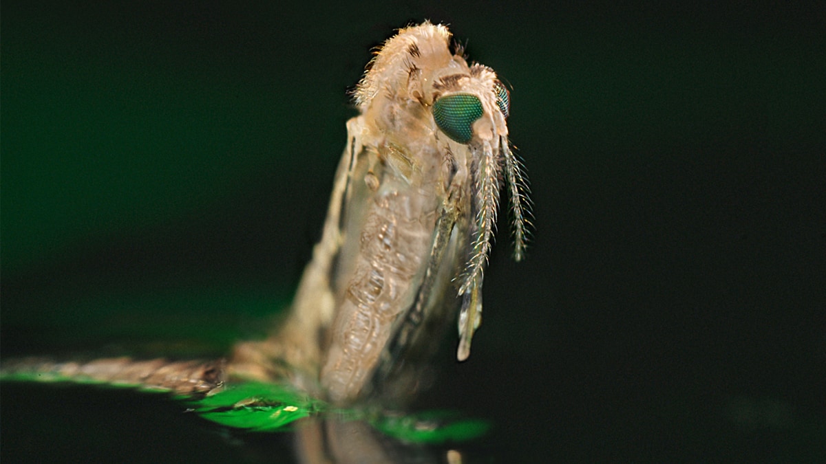 This image was captured at the water's surface as an Anopheles mosquito larva emerges from the pupal exoskeleton. Big green compound eyes distinguish the head from the light colored pupal skin.