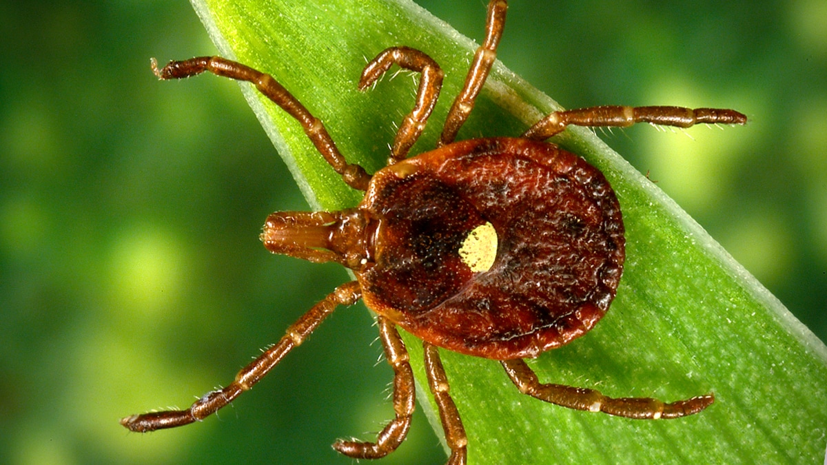 Image shows a closeup of an unengorged lone star tick on a blade of grass. The tick is dark brown with 4 legs on each side and a spot on the back of the shell.