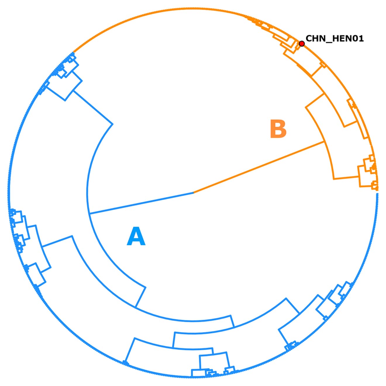 A population structure showing 651 genotypes of Cyclospora displayed as a hierarchical tree.