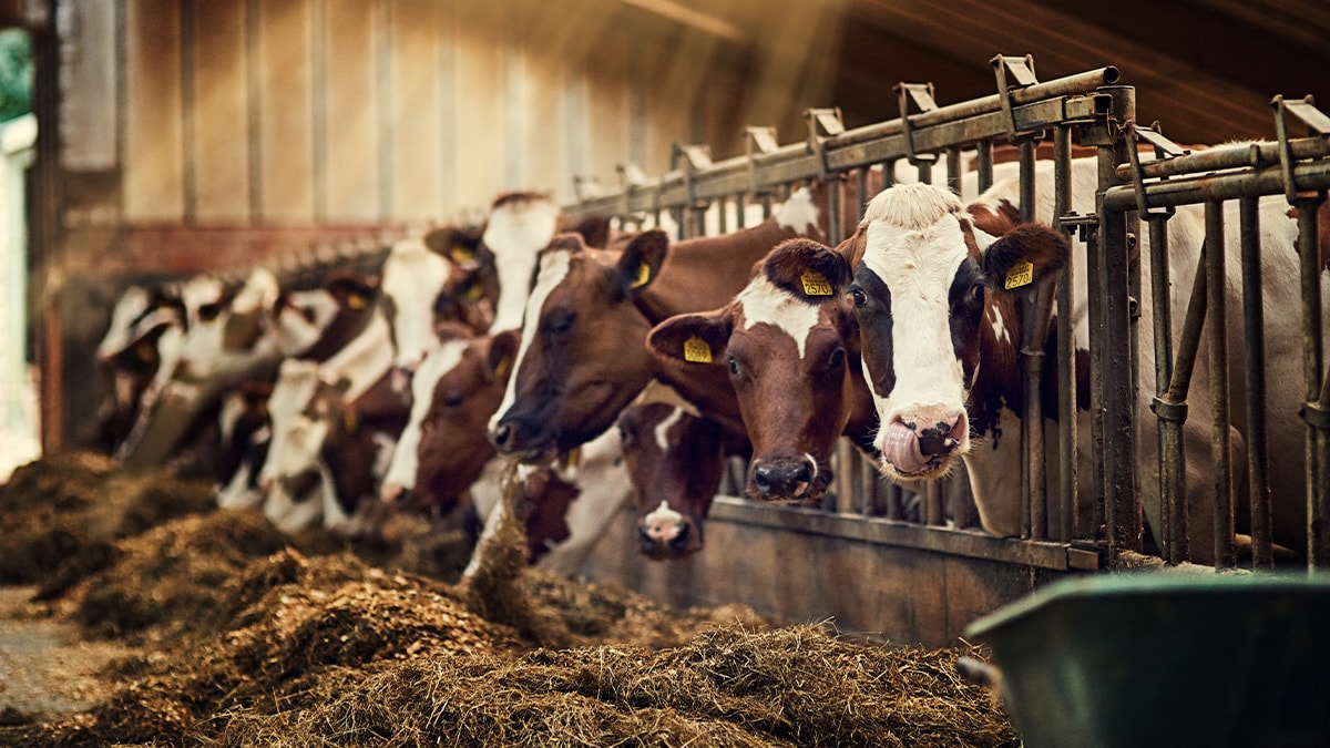 Concentrated animal feeding operation for cows