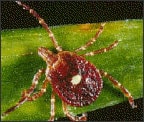 Lone star tick (Amblyomma americanum)