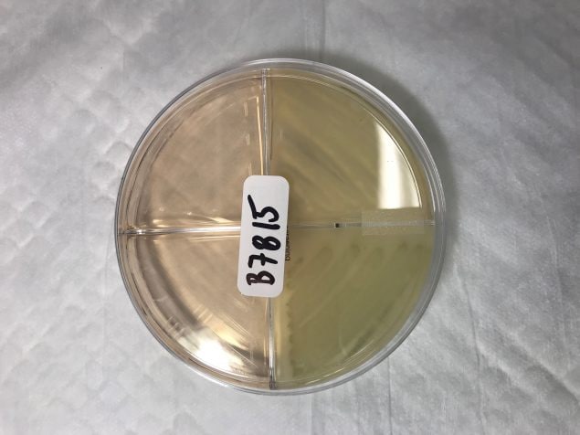 4-well screening plate illustrating well growth with a sticker on the center of the plate lid. Growth is occurring on the right half.