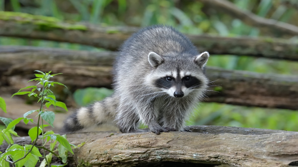 Racoon walking along tree limb