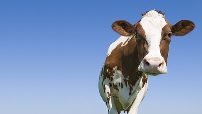 Brown cow in a field with blue sky.