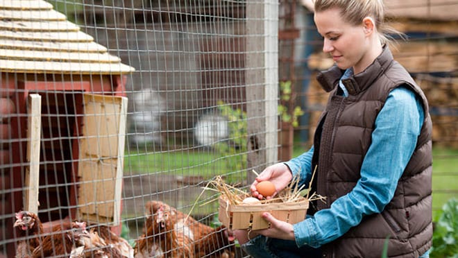 woman with eggs in hand looking at chicken