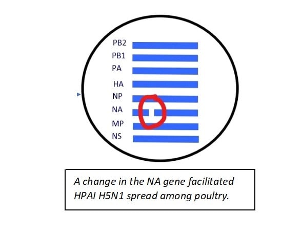 HPAI H5N1 chart