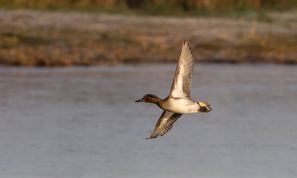 duck flying over water