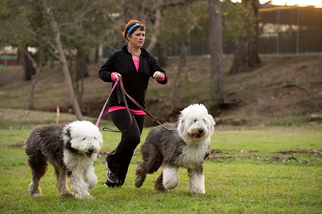 Mary Campise walking her dogs.