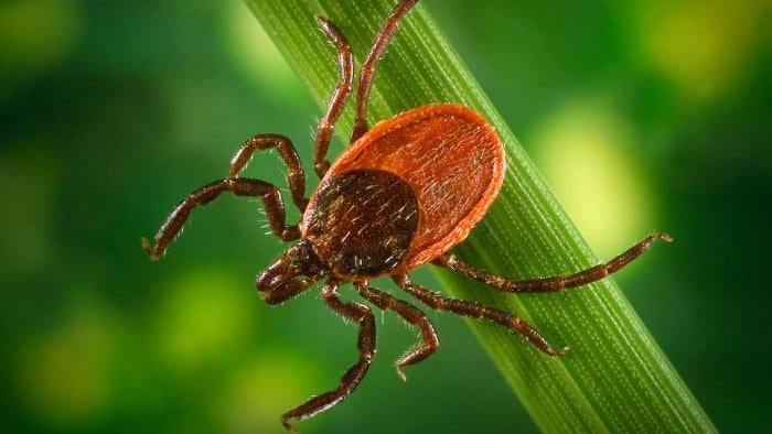 Tick, ixodes scapularis