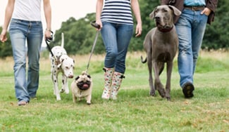 People walking with dogs