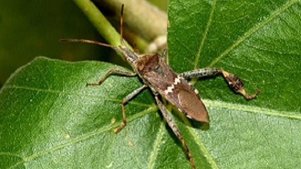 Leaf-footed bug