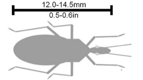 Paratriatoma hirsuta