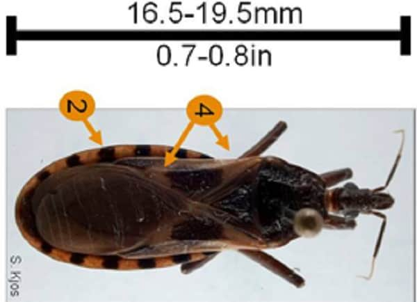 Triatoma neotomae size