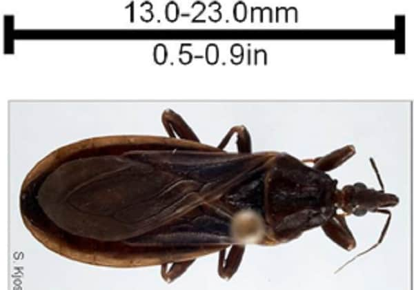 Triatoma protracta size