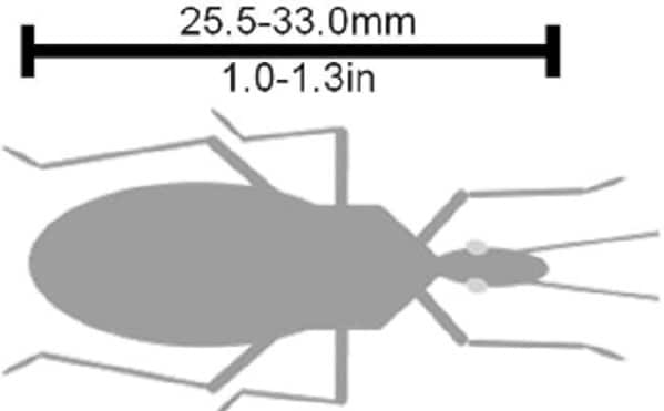 Triatoma recurva