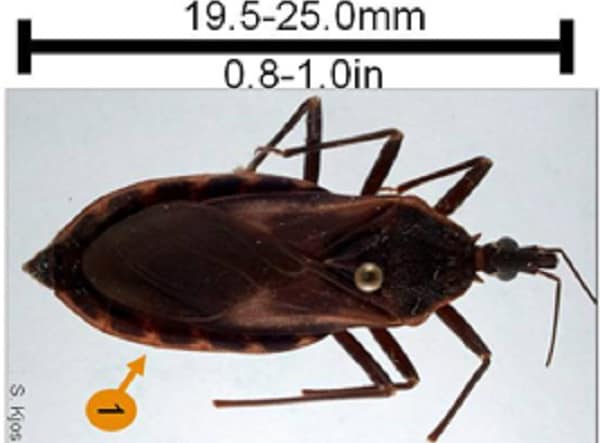 Triatoma rubrofasciata size