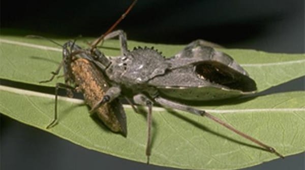 Wheel bug