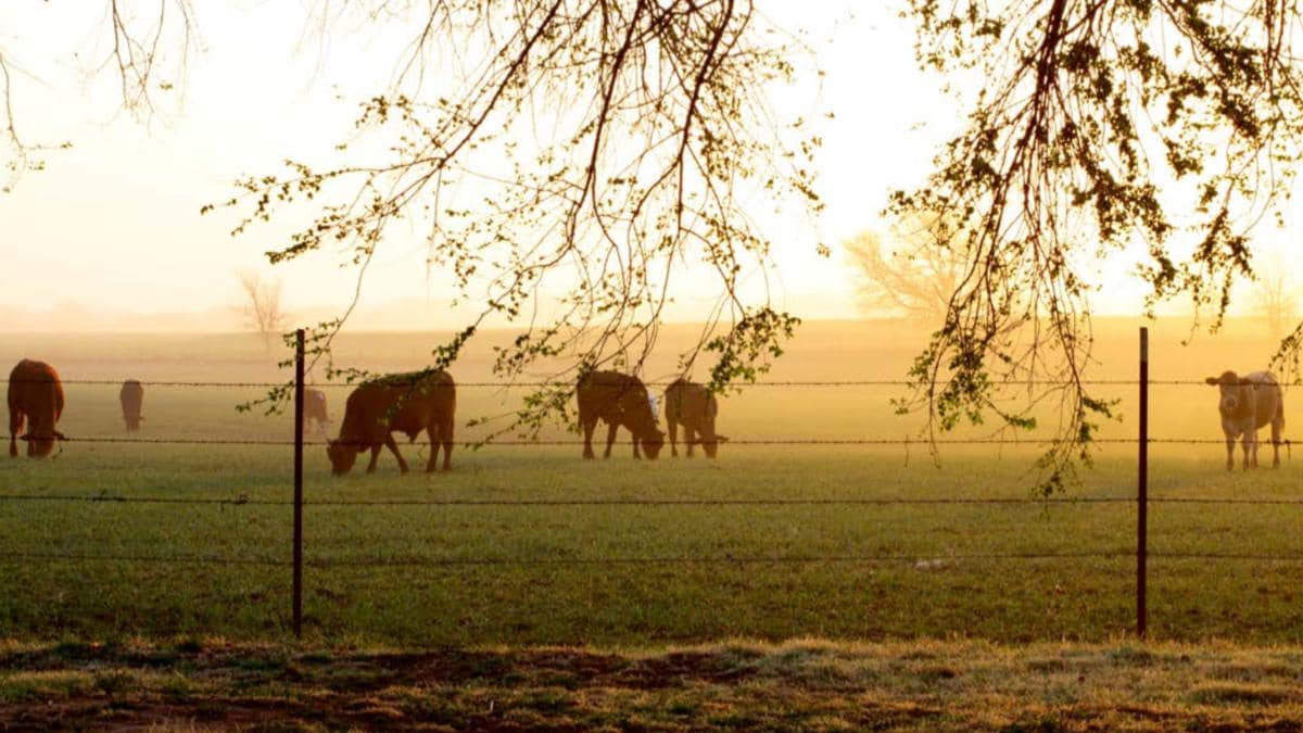 Cow Pasture in the Southern Great Plains