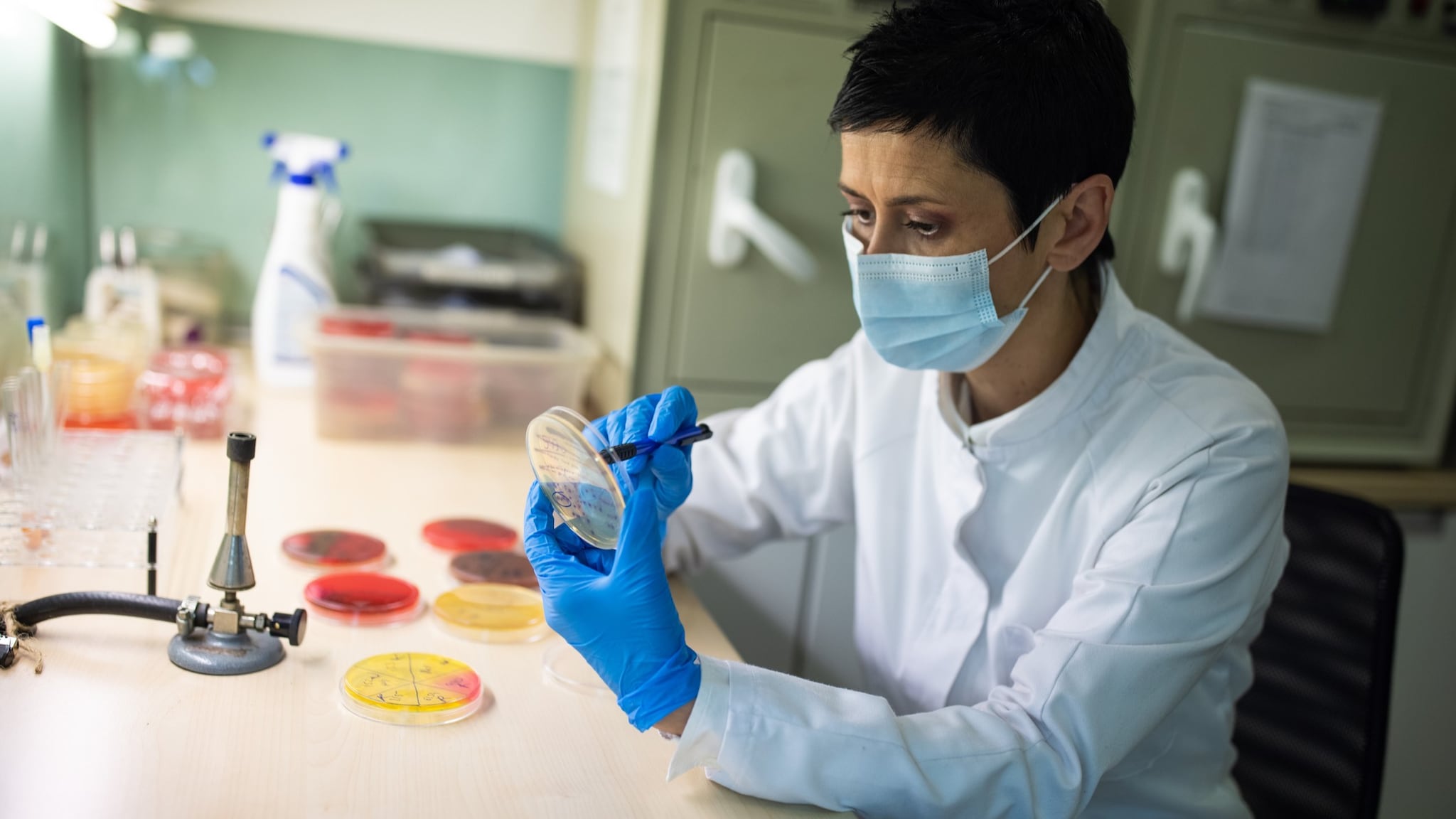 A laboratorian sitting and plating bacteria on a medium.