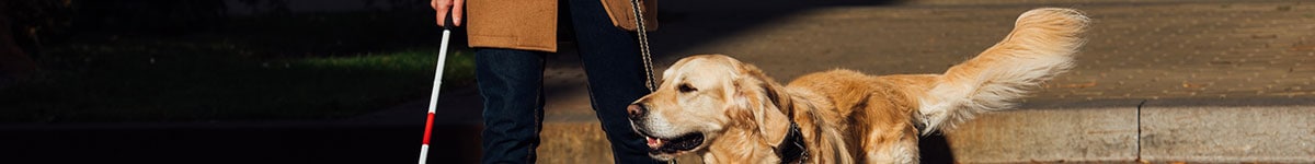 Blind man with stick and guide dog walking on crosswalk.