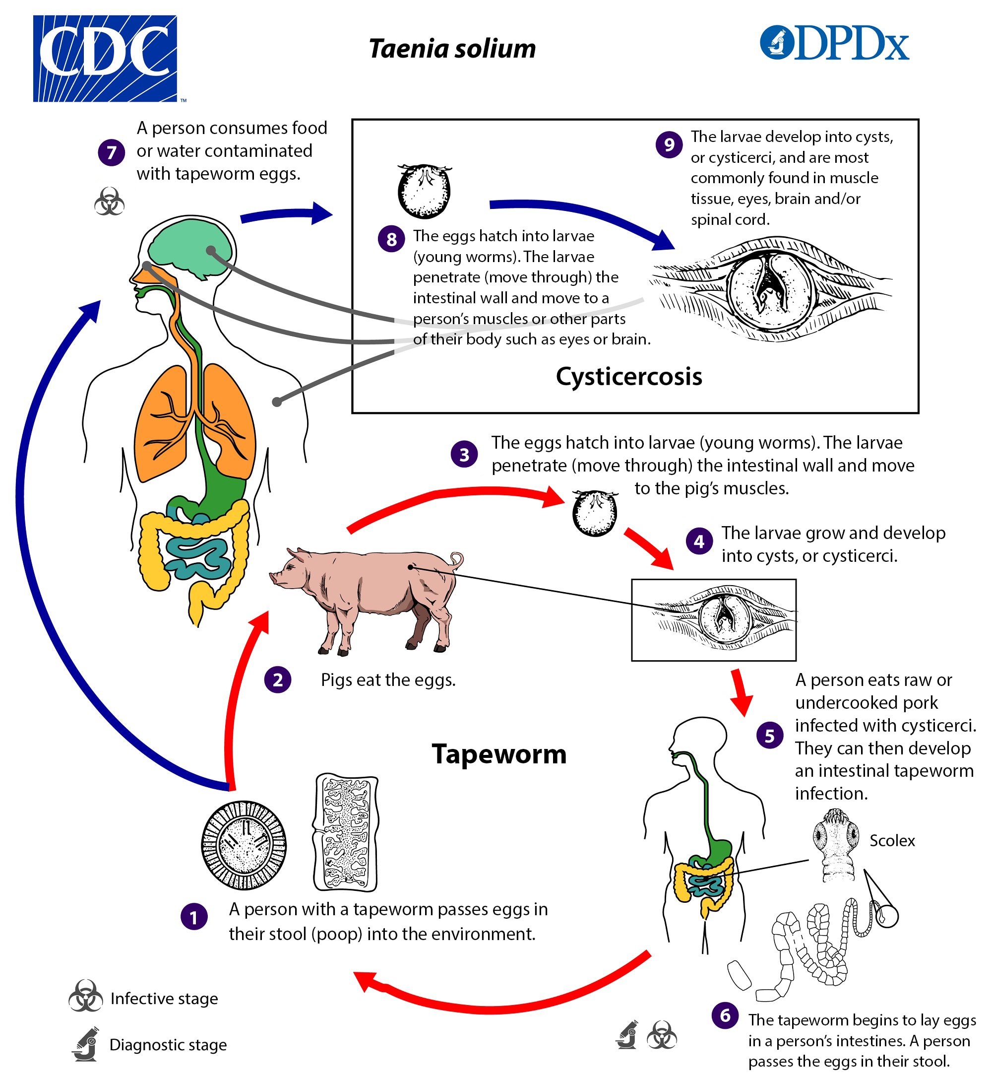 Ciclo de la cisticercosis