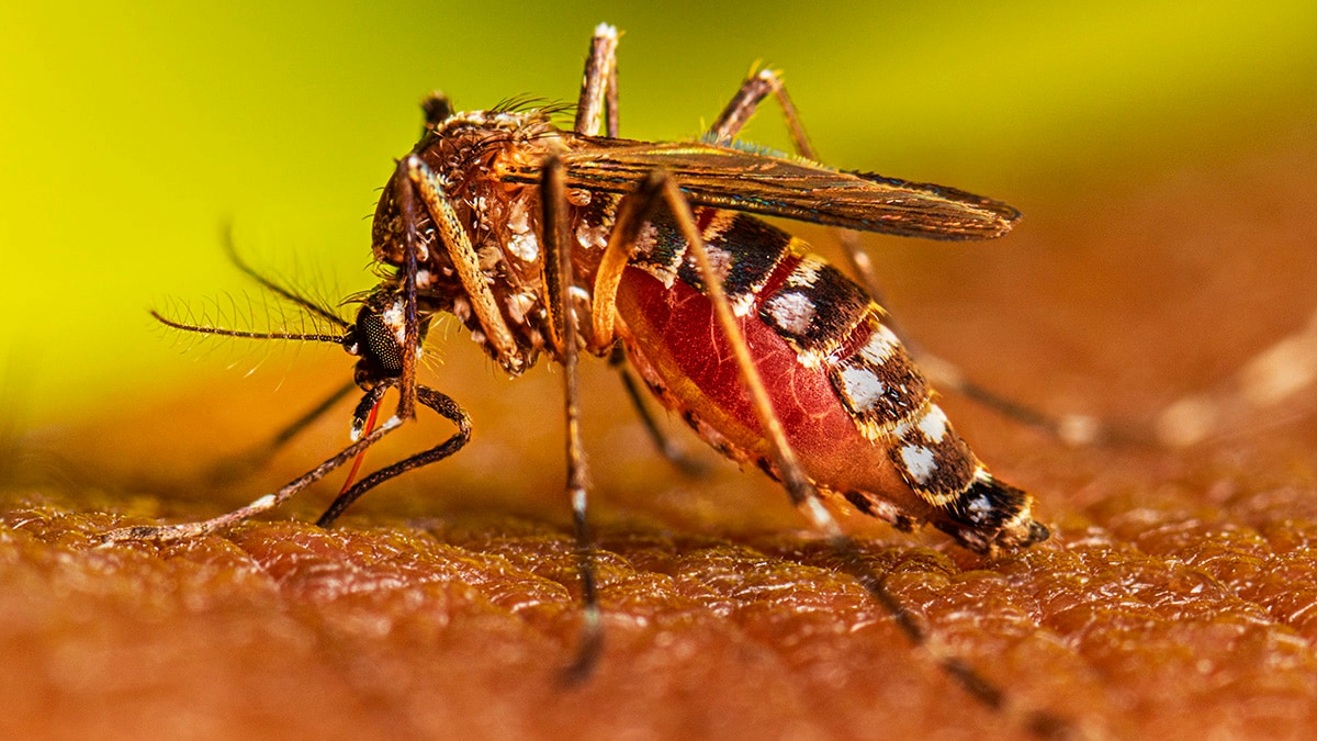 An adult female Aedes aegypti mosquito feeds on a human.