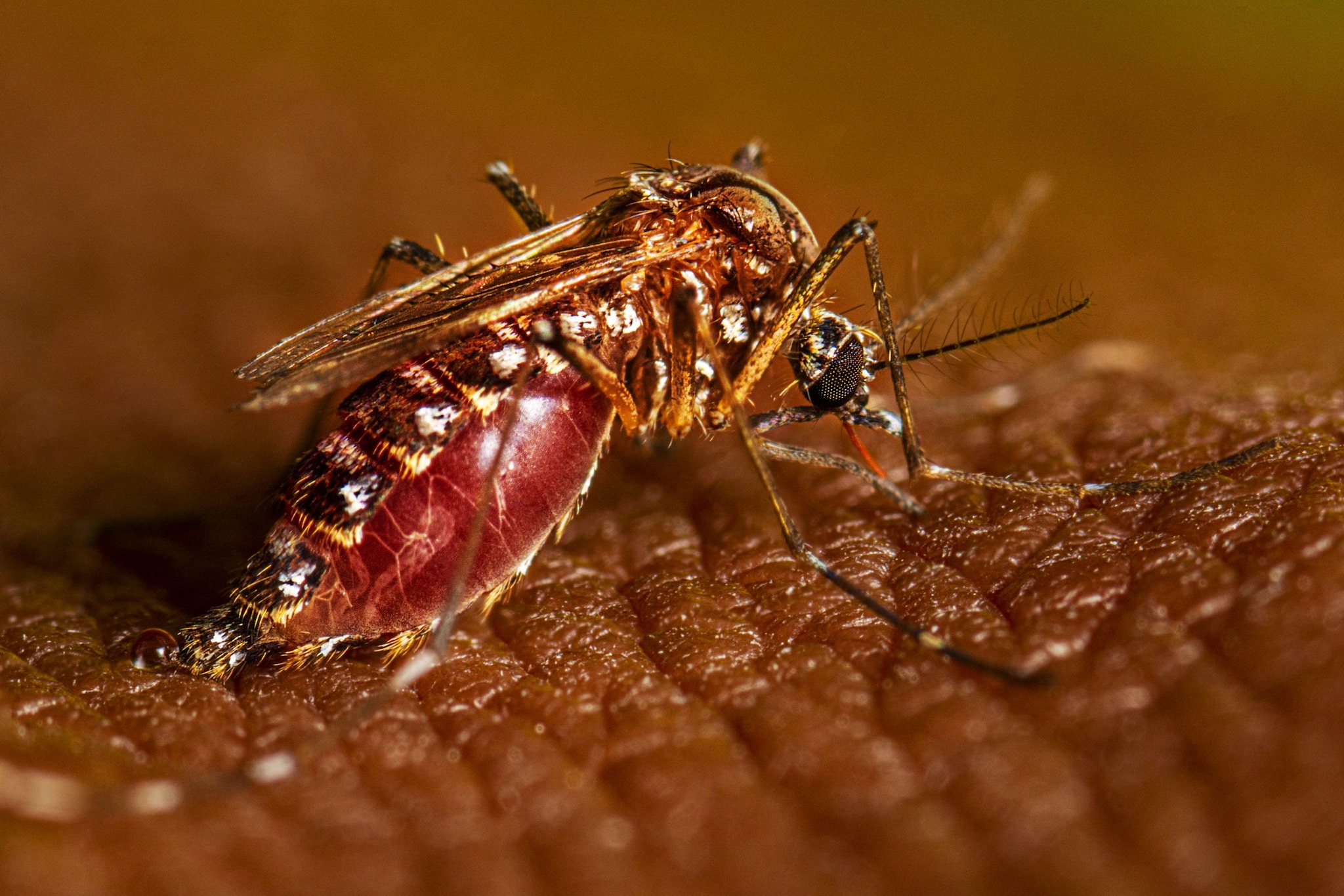 Aedes aegypti mosquito feeding on a person with dark skin.