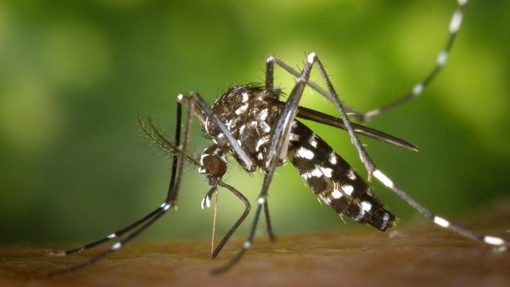 An Aedes albopictus mosquito feeding on a human with brown skin.