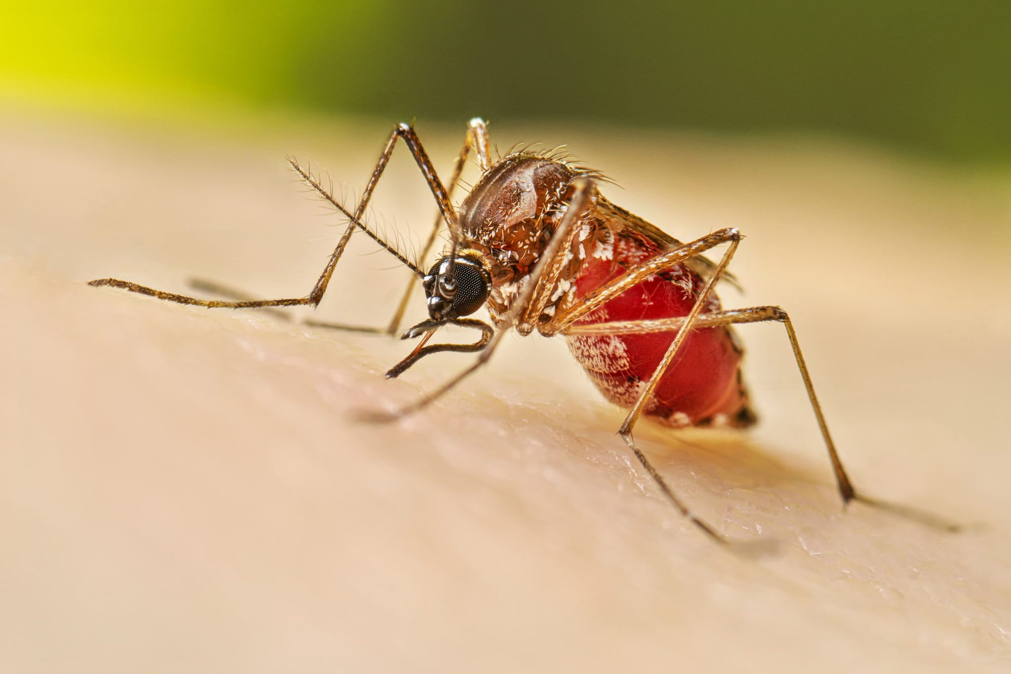 A female adult Aedes aegypti mosquito feeding on a human.