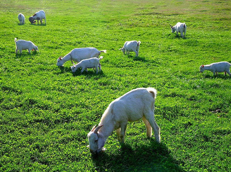 Q fever is a disease which is typically spread to people from sheep, goats, and cattle.