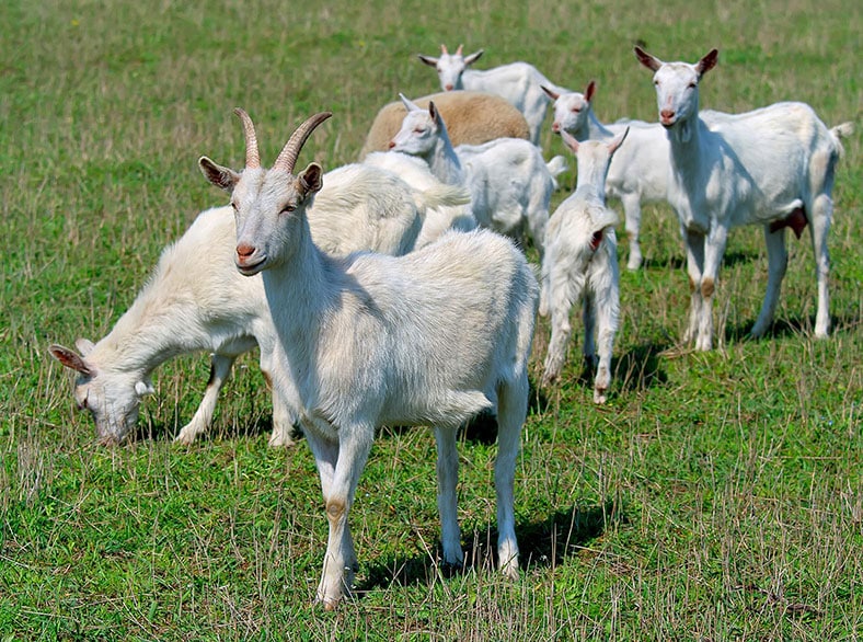 The job of a disease detective also involves educating the public about abortion storms on goat farms and working to educate the public, veterinarians, physicians, and the news media.