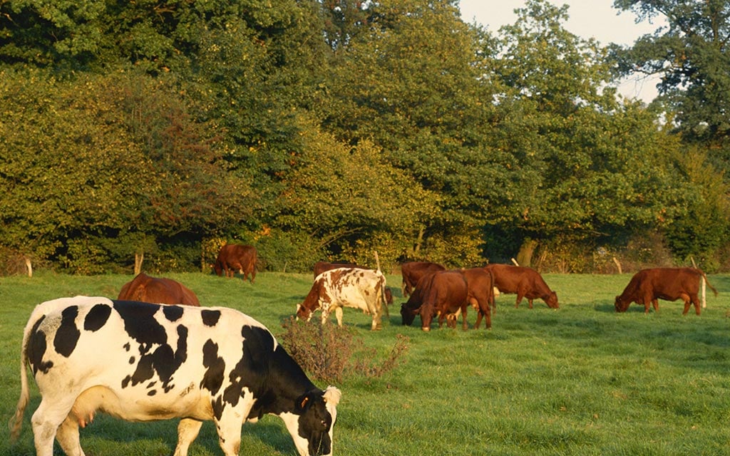 Cattle from the nearby farm.