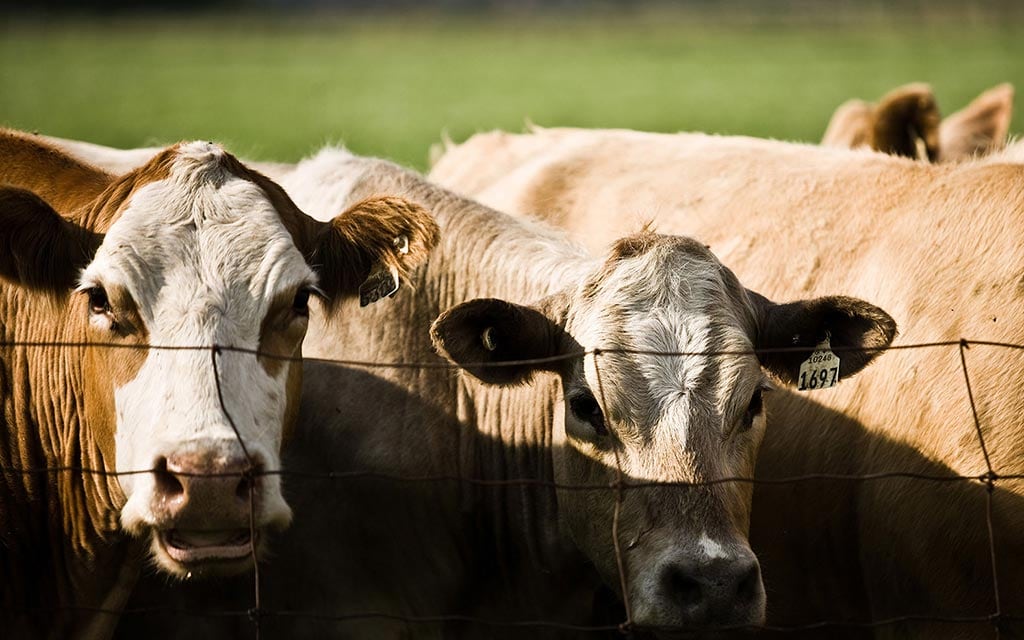 Cattle from the nearby farm.