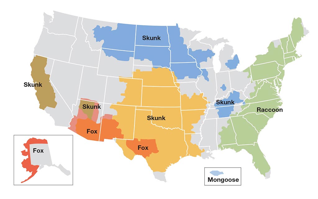 This map shows you which wild animals are most likely to carry the rabies virus in different parts of the country, as of 2010.