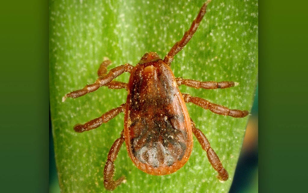 Brown dog tick.