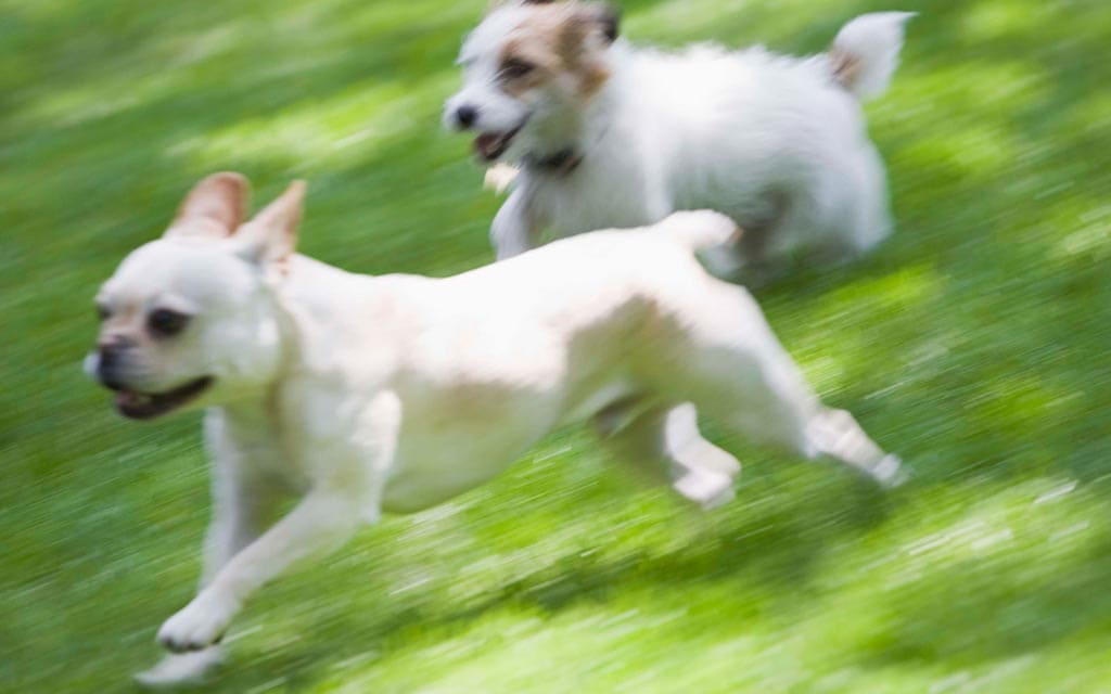 Dogs can bring ticks into the house.