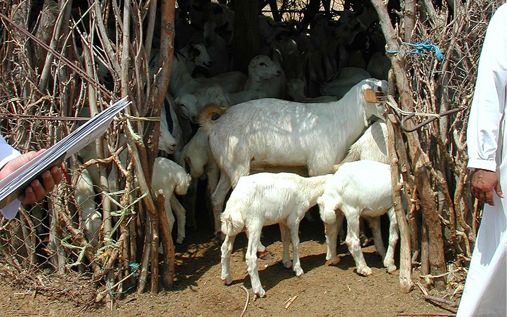 Many sheep are showing signs of sickness.