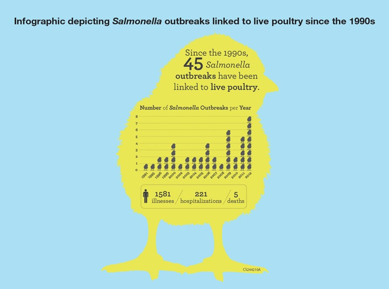 Hundreds of people have been hospitalized in recent years due to outbreaks of <em>Salmonella</em> infections linked to live poultry.