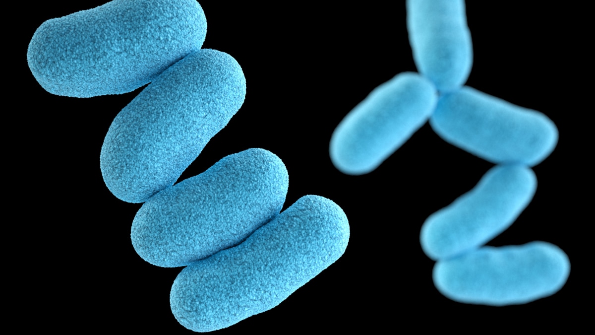 Una imagen generada por computadora de Corynebacterium diphtheriae.