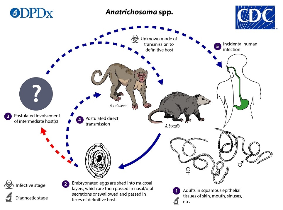 Life Cycle