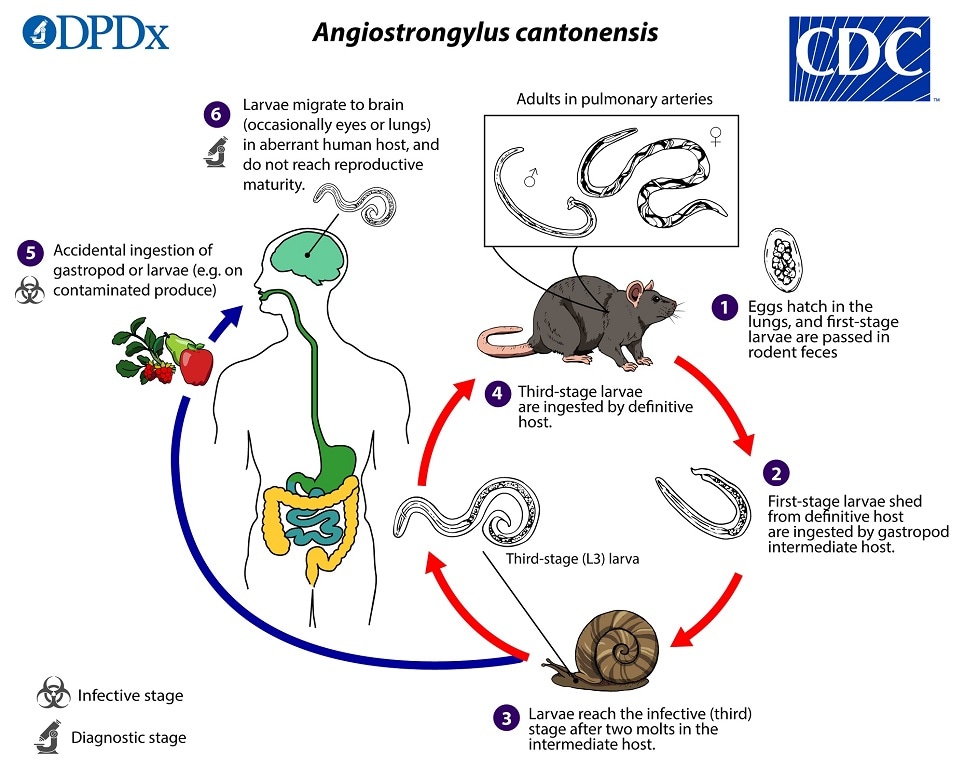 lifecycle image