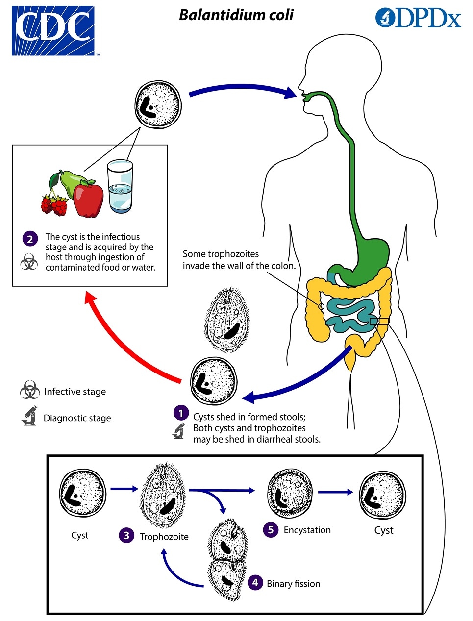 Life Cycle