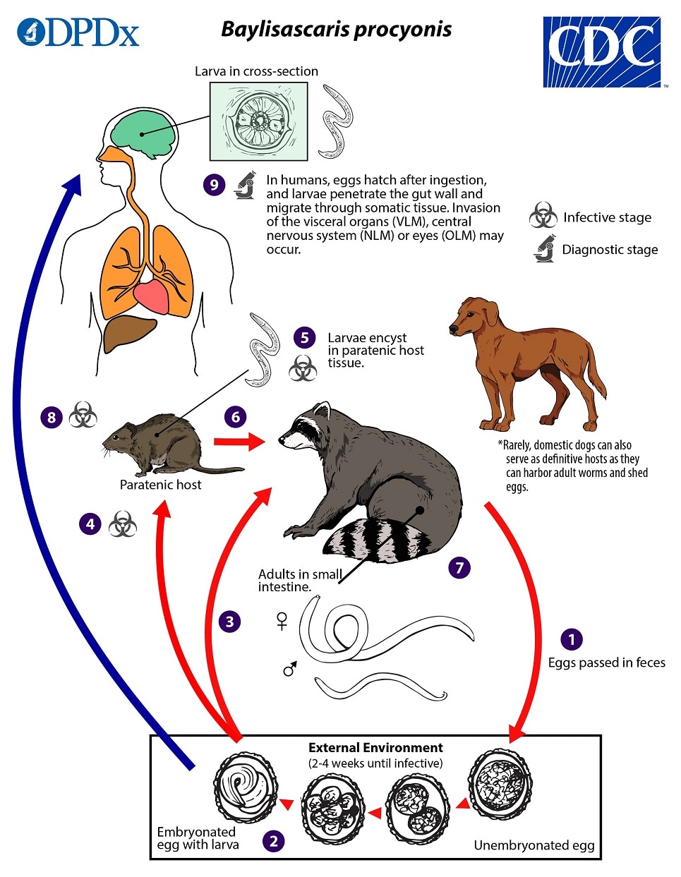 lifecycle