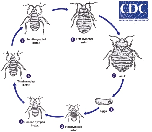 lifecycle