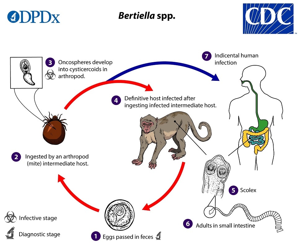 lifecycle