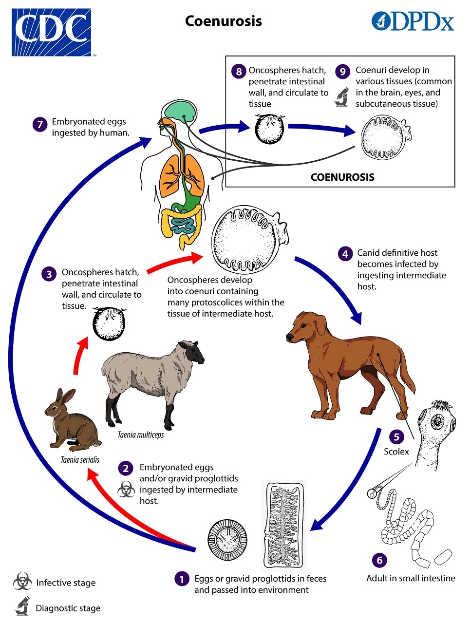 lifecycle