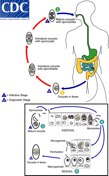 lifecycle