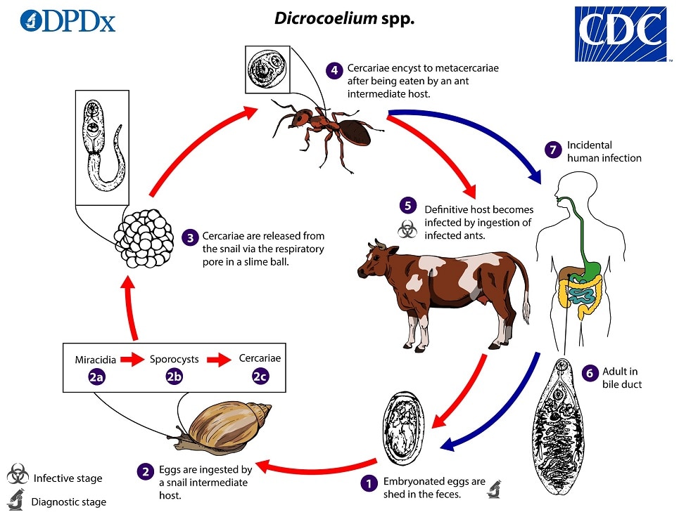 lifecycle