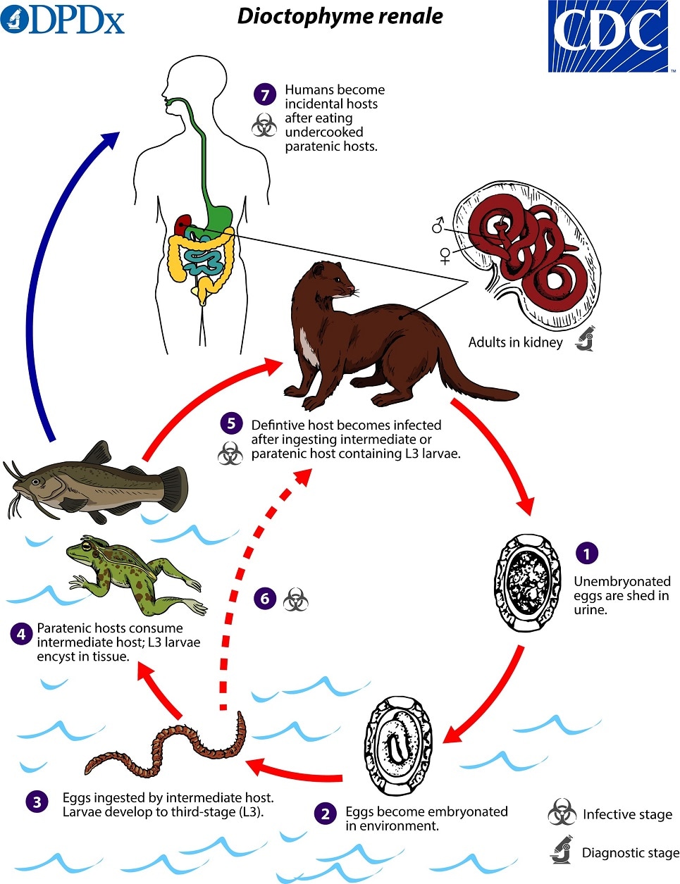 lifecycle